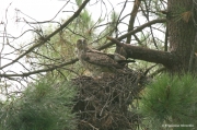 Short-toed Eagle (CIRCAETUS GALLICUS) / by GÉRARDIN F. 2007