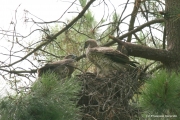 Short-toed Eagle (CIRCAETUS GALLICUS) / by GÉRARDIN F. 2007