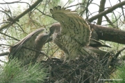Short-toed Eagle (CIRCAETUS GALLICUS) / by GÉRARDIN F. 2007
