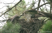 Short-toed Eagle (CIRCAETUS GALLICUS) / by GÉRARDIN F. 2007
