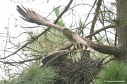 Short-toed Eagle (CIRCAETUS GALLICUS) / by GÉRARDIN F. 2007