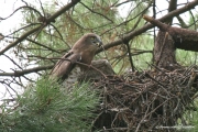 Short-toed Eagle (CIRCAETUS GALLICUS) / by GÉRARDIN F. 2007