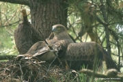 Short-toed Eagle (CIRCAETUS GALLICUS) / by GÉRARDIN F. 2007