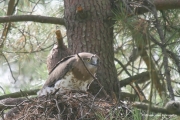 Short-toed Eagle (CIRCAETUS GALLICUS) / by GÉRARDIN F. 2007
