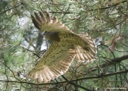 Short-toed Eagle (CIRCAETUS GALLICUS) / by GÉRARDIN F. 2007