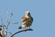 Short-toed Eagle (CIRCAETUS GALLICUS) / by GÉRARDIN F. 2008