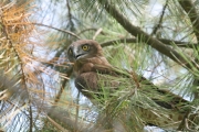 Short-toed Eagle (CIRCAETUS GALLICUS) / by GÉRARDIN F. 2008