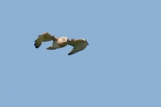 Short-toed Eagle (CIRCAETUS GALLICUS) / by GÉRARDIN F. 2008