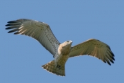 Short-toed Eagle (CIRCAETUS GALLICUS) / by GÉRARDIN F. 2008