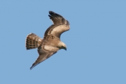Short-toed Eagle (CIRCAETUS GALLICUS) / by GÉRARDIN F. 2008