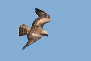 Short-toed Eagle (CIRCAETUS GALLICUS) / by GÉRARDIN F. 2008