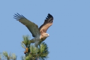 Short-toed Eagle (CIRCAETUS GALLICUS) / by GÉRARDIN F. 2008