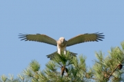 Short-toed Eagle (CIRCAETUS GALLICUS) / by GÉRARDIN F. 2008