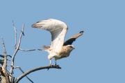 Short-toed Eagle (CIRCAETUS GALLICUS) / by GÉRARDIN F. 2008