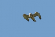 Short-toed Eagle (CIRCAETUS GALLICUS) / by GÉRARDIN F. 2008