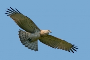 Short-toed Eagle (CIRCAETUS GALLICUS) / by GÉRARDIN F. 2008