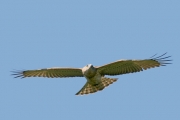 Short-toed Eagle (CIRCAETUS GALLICUS) / by GÉRARDIN F. 2008