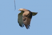 Short-toed Eagle (CIRCAETUS GALLICUS) / by GÉRARDIN F. 2008