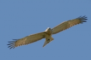 Short-toed Eagle (CIRCAETUS GALLICUS) / by GÉRARDIN F. 2008