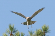 Short-toed Eagle (CIRCAETUS GALLICUS) / by GÉRARDIN F. 2008