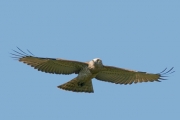 Short-toed Eagle (CIRCAETUS GALLICUS) / by GÉRARDIN F. 2008