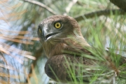 Short-toed Eagle (CIRCAETUS GALLICUS) / by GÉRARDIN F. 2008