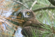 Short-toed Eagle (CIRCAETUS GALLICUS) / by GÉRARDIN F. 2008