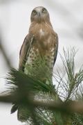 Short-toed Eagle (CIRCAETUS GALLICUS) / by GÉRARDIN F. 2008