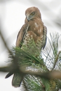 Short-toed Eagle (CIRCAETUS GALLICUS) / by GÉRARDIN F. 2008