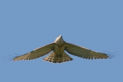 Short-toed Eagle (CIRCAETUS GALLICUS) / by GÉRARDIN F. 2008