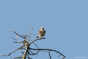 Short-toed Eagle (CIRCAETUS GALLICUS) / by GÉRARDIN F. 2008