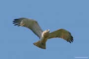 Short-toed Eagle (CIRCAETUS GALLICUS) / by GÉRARDIN F. 2008
