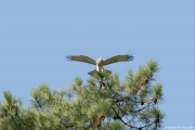 Short-toed Eagle (CIRCAETUS GALLICUS) / by GÉRARDIN F. 2008