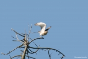 Short-toed Eagle (CIRCAETUS GALLICUS) / by GÉRARDIN F. 2008