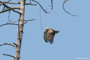 Short-toed Eagle (CIRCAETUS GALLICUS) / by GÉRARDIN F. 2008