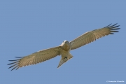Short-toed Eagle (CIRCAETUS GALLICUS) / by GÉRARDIN F. 2008