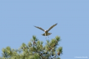 Short-toed Eagle (CIRCAETUS GALLICUS) / by GÉRARDIN F. 2008