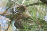 Short-toed Eagle (CIRCAETUS GALLICUS) / by GÉRARDIN F. 2008