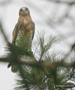 Short-toed Eagle (CIRCAETUS GALLICUS) / by GÉRARDIN F. 2008