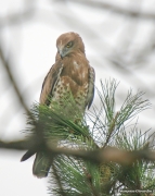 Short-toed Eagle (CIRCAETUS GALLICUS) / by GÉRARDIN F. 2008