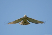 Short-toed Eagle (CIRCAETUS GALLICUS) / by GÉRARDIN F. 2008