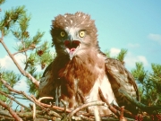 Short-toed Eagle (CIRCAETUS GALLICUS) / by IVANOVSKI V.