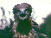 Short-toed Eagle (CIRCAETUS GALLICUS) / by IVANOVSKI V.