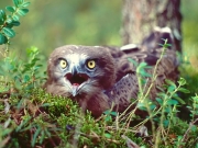 Short-toed Eagle (CIRCAETUS GALLICUS) / by IVANOVSKI V.