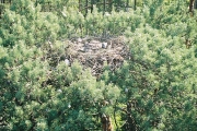 Short-toed Eagle chick in the artificial nest built by Dr. Ivanovski