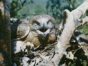 Short-toed Eagle (CIRCAETUS GALLICUS) / by IVANOVSKI V.