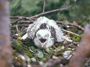 Short-toed Eagle (CIRCAETUS GALLICUS) / by IVANOVSKI V.
