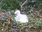 Short-toed Eagle (CIRCAETUS GALLICUS) / by IVANOVSKI V.