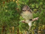 Short-toed Eagle (CIRCAETUS GALLICUS) / by IVANOVSKI V.