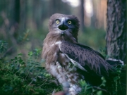 Short-toed Eagle (CIRCAETUS GALLICUS) / by IVANOVSKI V.